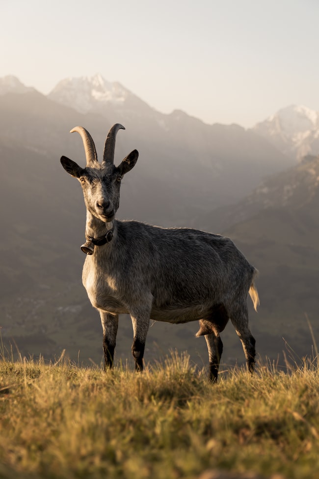 una cabra en medio de la montaña