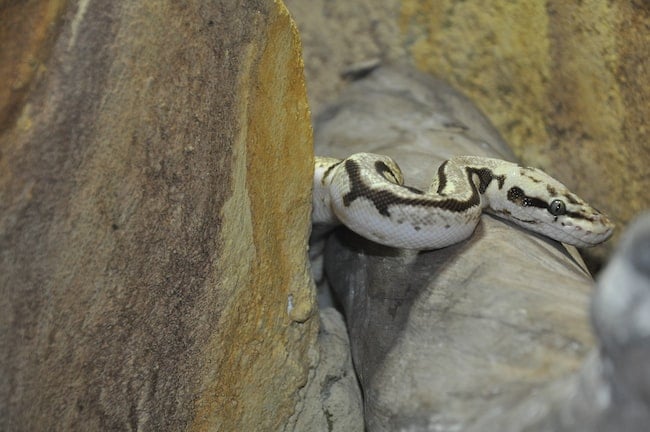 Una serpiente blanca con algunos otros colores