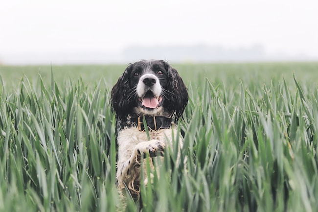 ¿Qué significa soñar con un perro? – Interpretaciones que encajan con tu vida