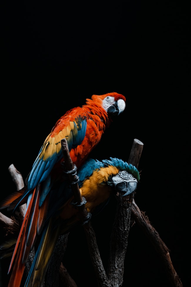 ¿Qué significa soñar con guacamayas? – Interpretaciones que encajan con tu vida