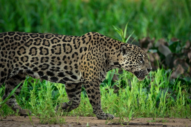 ¿Qué significa soñar con un jaguar? – Interpretaciones que encajan con tu vida