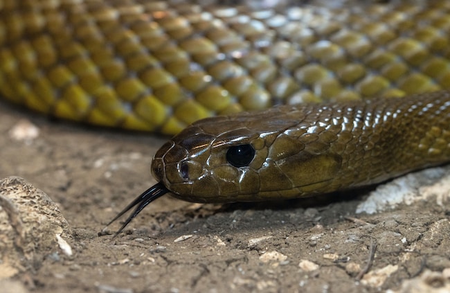 ¿Qué significa soñar con una serpiente marrón? El único significado posible