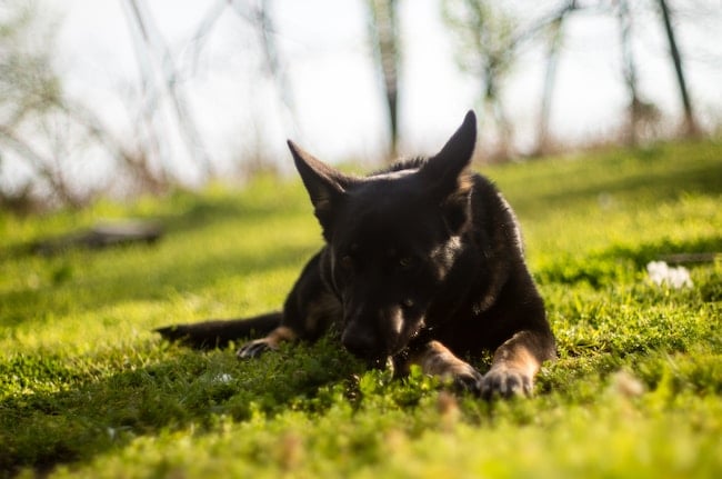 ¿Qué significa soñar con un perro herido? El único significado posible