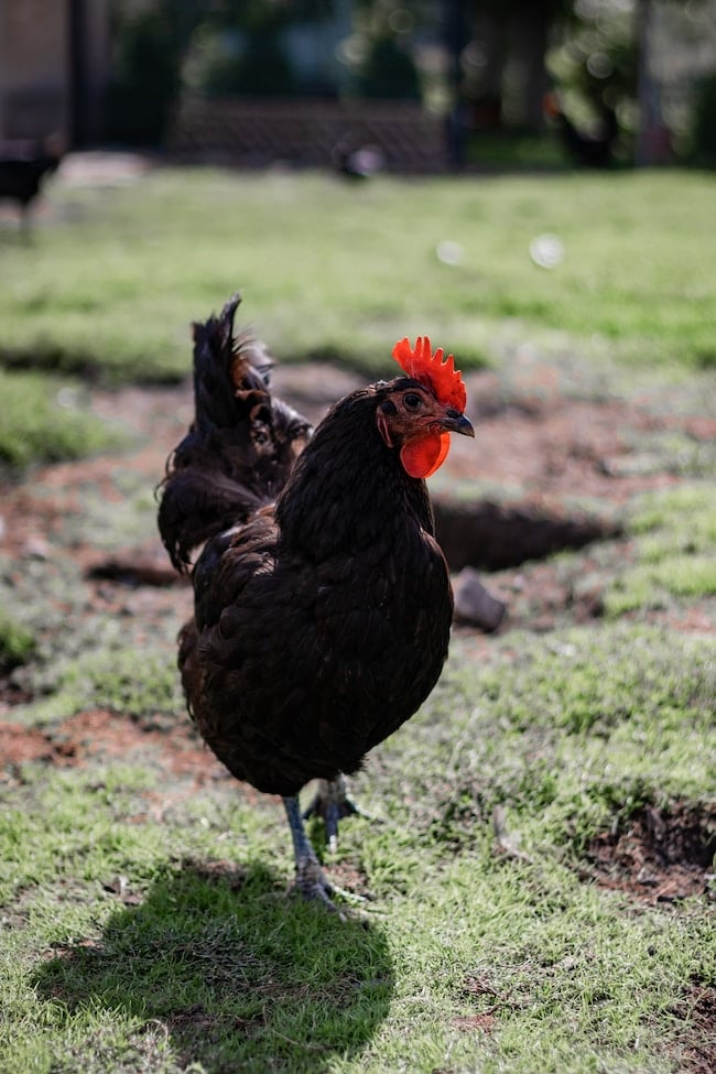 ¿Qué significa soñar con una gallina negra? – Interpretaciones que encajan con tu vida