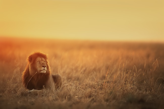 león en la sabana