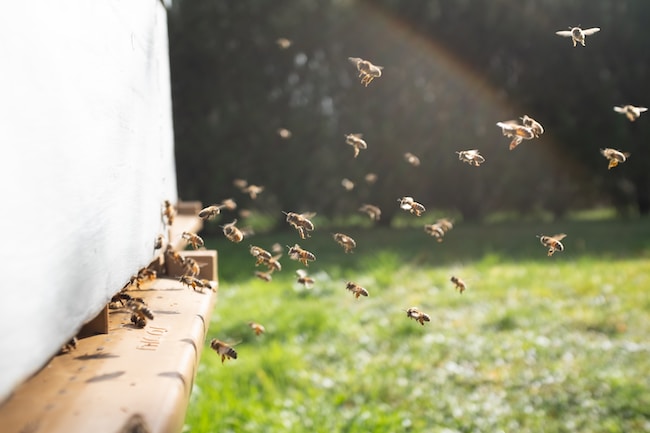 Abejas en el campo