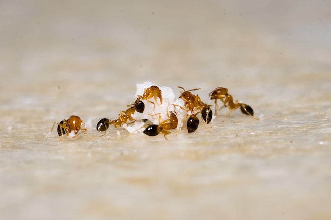 ¿Qué significa soñar con hormigas? – Las únicas interpretaciones posibles
