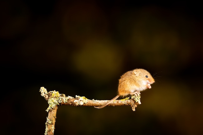 Ratón en una rama