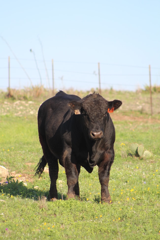 ¿Qué significa soñar con toros? – Interpretaciones que encajan con tu vida