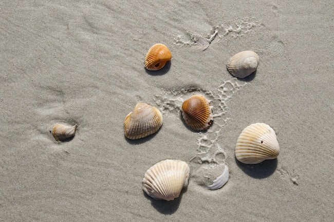 Conchas en la playa