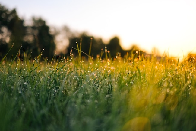 ¿Qué significa soñar con pasto, hierba? – Los únicos significados posibles