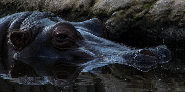 ¿Qué significa soñar con hipopótamos? – Las únicas interpretaciones posibles