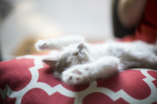 ¿Qué significa soñar que matas a un gato? El único significado posible