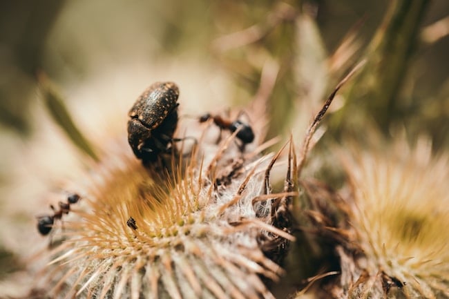 ¿Qué significa soñar con escarabajos?
