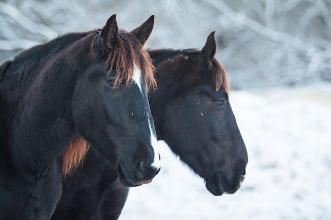 ¿Qué significa soñar con un caballo negro?