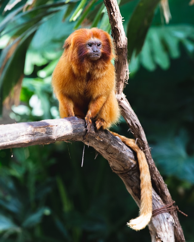 ¿Qué significa soñar con monos? – Las únicas interpretaciones posibles