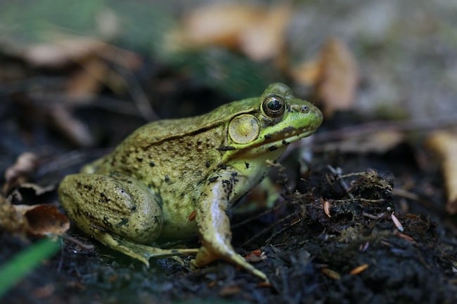 ¿Qué significa soñar con ranas saltando? Interpretaciones que se ajustan con tu vida