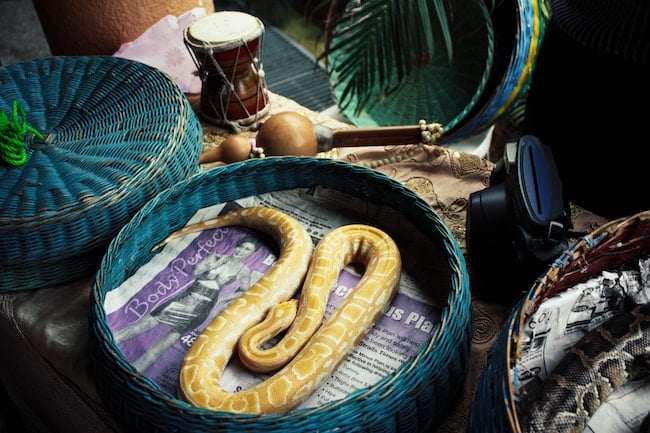 ¿Qué significa soñar con una serpiente amarilla para mi vida?