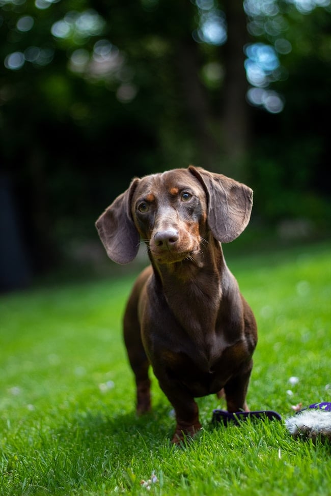 ¿Qué significa soñar con un perro marrón?