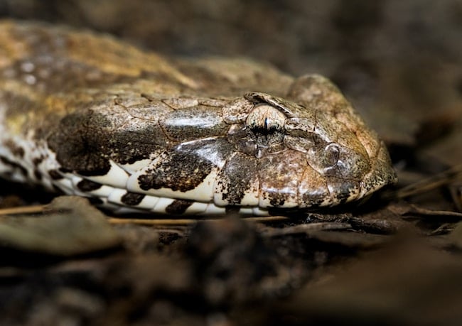 ¿Qué significa soñar con una serpiente muerta?