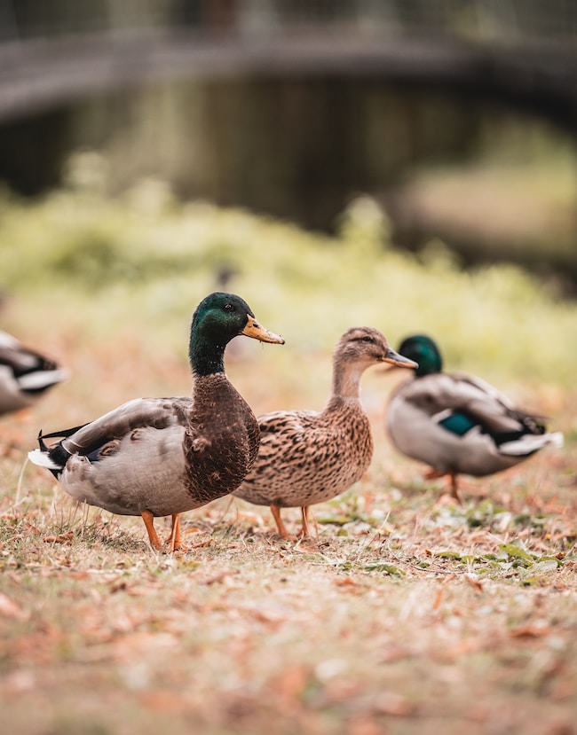 ¿Qué significa soñar con patos? – Los únicos significados posibles