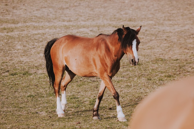 ¿Qué significa soñar con un caballo marrón?