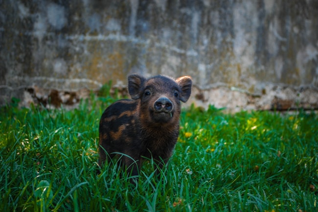 ¿Qué significa soñar con un cerdito (lechón)?