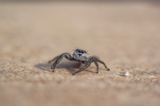 ¿Qué significa soñar con una picadura de araña?