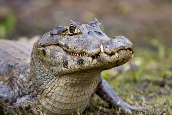 Simbología de caimanes y cocodrilos