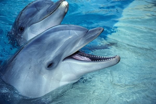 delfines