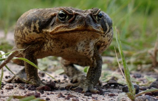 Simbología de ranas y sapos