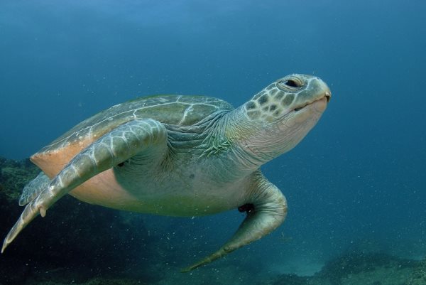 Simbología de la tortuga