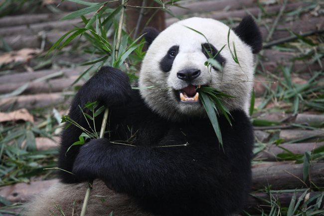 Panda comiendo