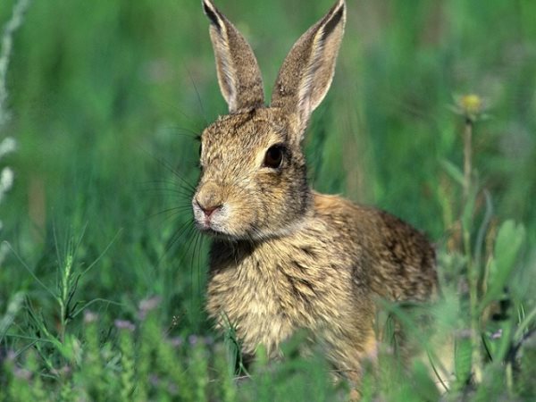 Simbología del conejo