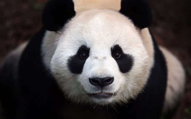 oso panda