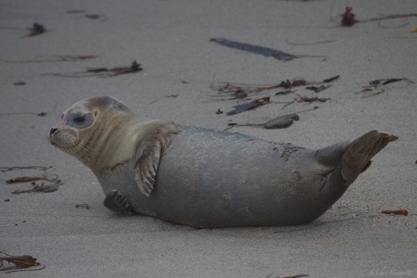 Simbología de la Foca