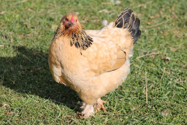 ¿Qué significa soñar con gallinas?