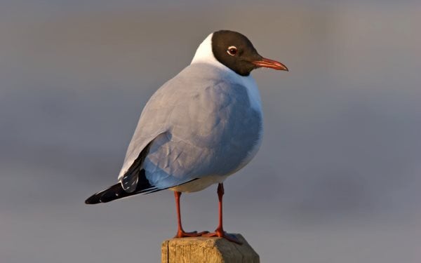 Simbología de la Gaviota