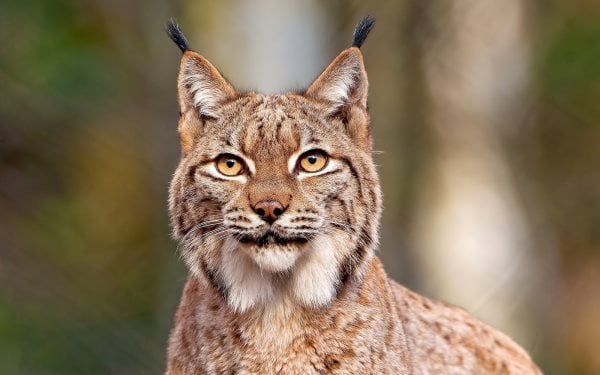 Simbología del Lince