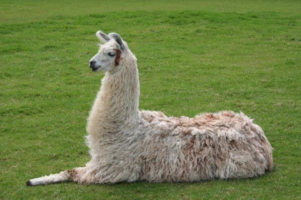 Simbología de la Llama