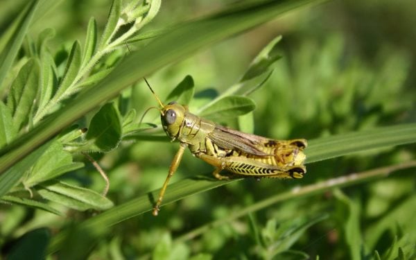 Simbología del Saltamontes