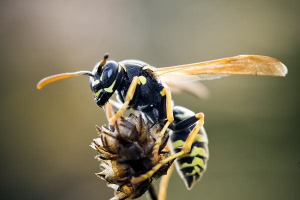 Simbología de la avispa