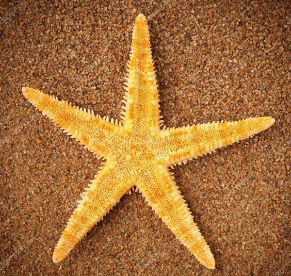 estrella de mar