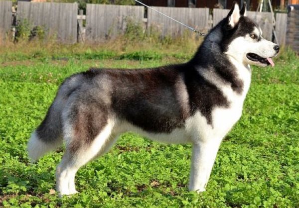 husky siberiano