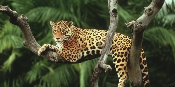 jaguar