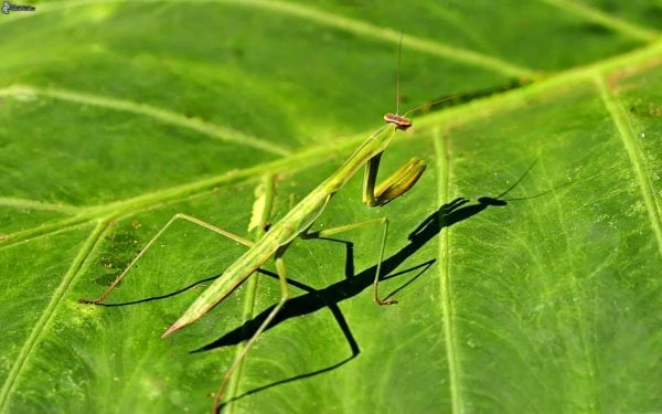 mantis religiosa