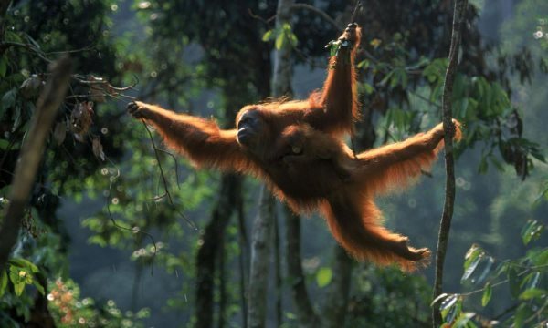 orangutan