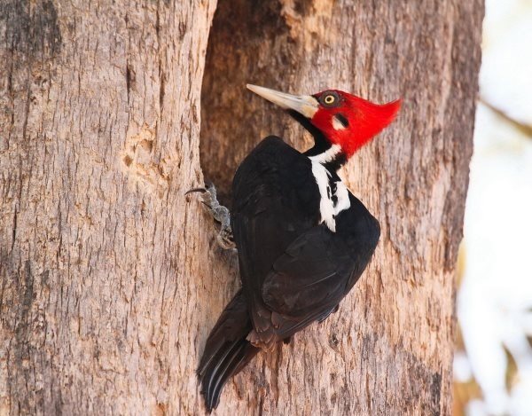 Simbología del Pájaro Carpintero