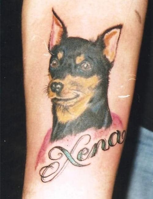 Tatuaje de una perrita Pinscher que se ha tataudo bajo ella su nombre, el perro tiene una cara muy simpática y unos colores muy conseguidos, al igual que se han trazado con gran cuidado los pelos del bigote y los demás pelos que le sobresalen al perro