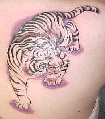 Imagen de un tigre bengala, tipo de tigre poco comn que es parecido a los que todos conocemos pero en tono blanco en vez de anaranjado